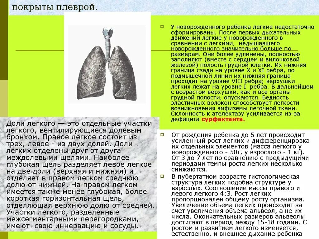 Правое легкое сколько долей. Правое легкое состоит из. Доли легкого. Правое легкое состоит из двух долей. Афо дыхательной системы плевра.