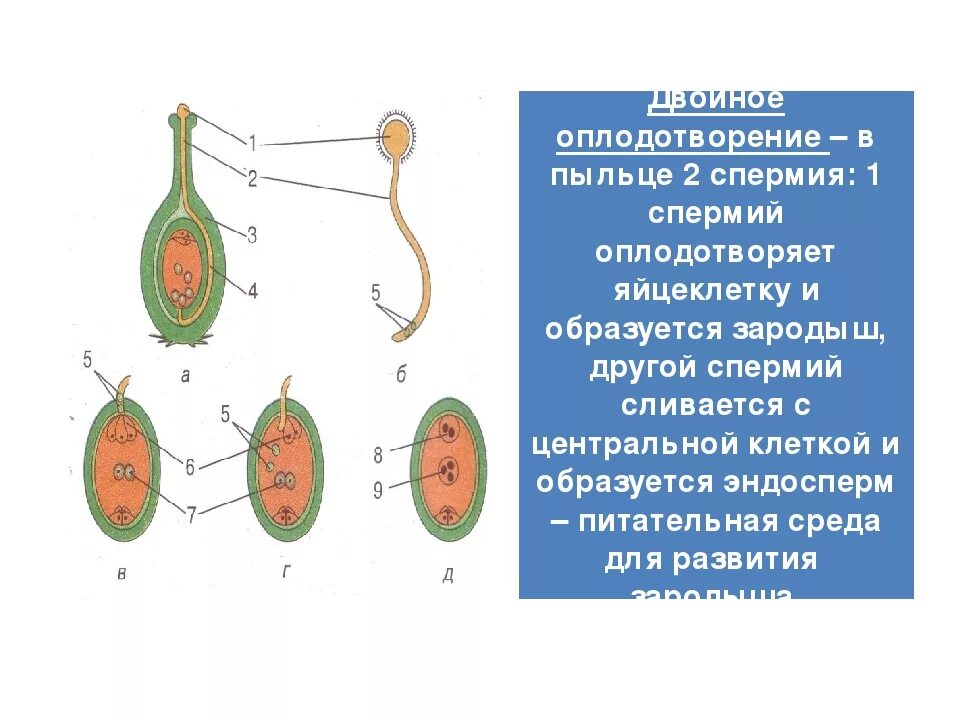 При слиянии спермия с центральной клеткой образуется. Центральная клетка спермий образуется. Продукт слияния спермия с центральной клеткой. Спермии в пыльце. Спермий хвойных.
