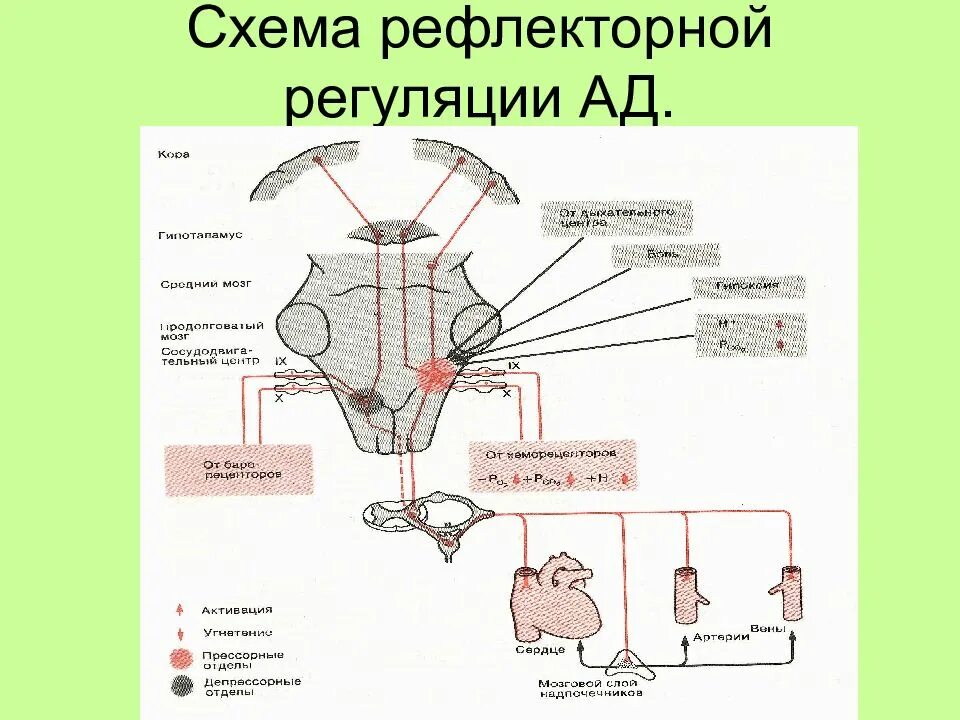 Центр безусловно рефлекторной регуляции кровяного. Рефлекторная дуга регуляции артериального давления. Схема регуляции артериального давления. Рефлекторная дуга регуляции ад. Рефлекторная регуляция тонуса сосудов и артериального давления.