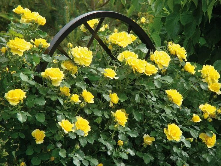 Rimosa Climbing - RoseCatalog.ru