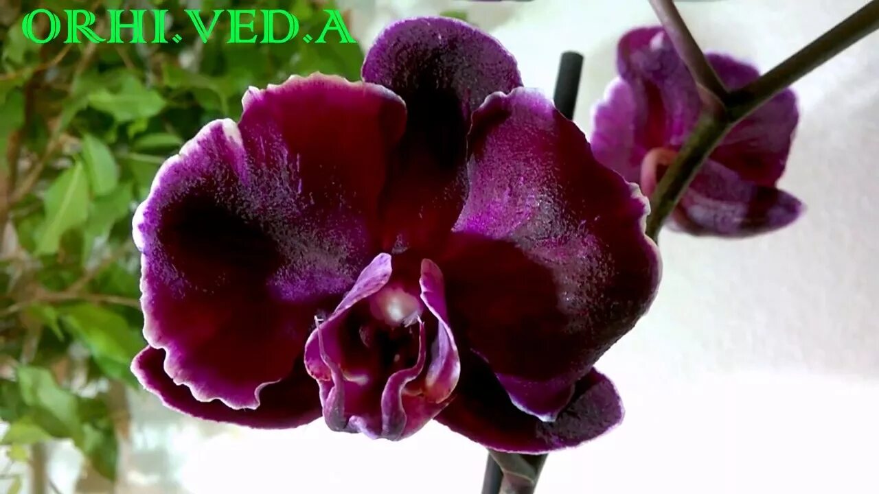 КАМЕННАЯ РОЗА Фаленопсис Phal Chiada Stacy 'Chocolate Drop' характеристика сорта