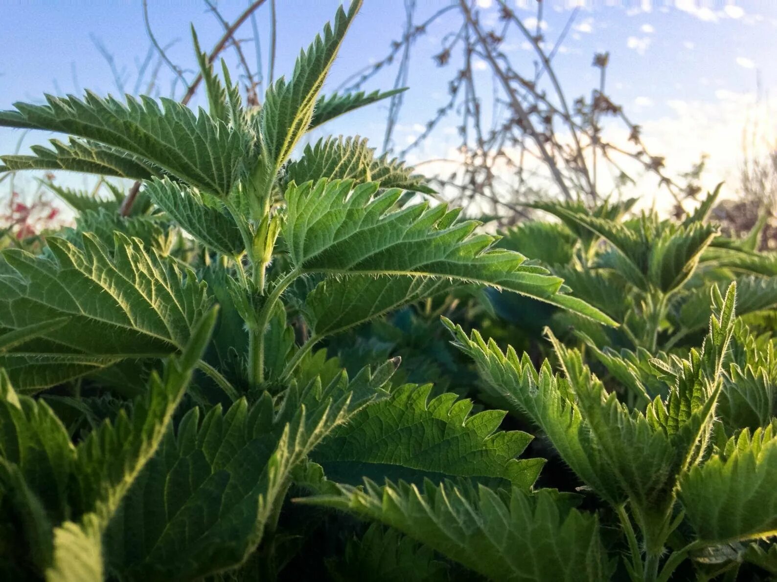 Крапива двудомная. Крапива двудомное растение. Крапива Жалюка. Крапива (Urtica dioica). Калина крапива