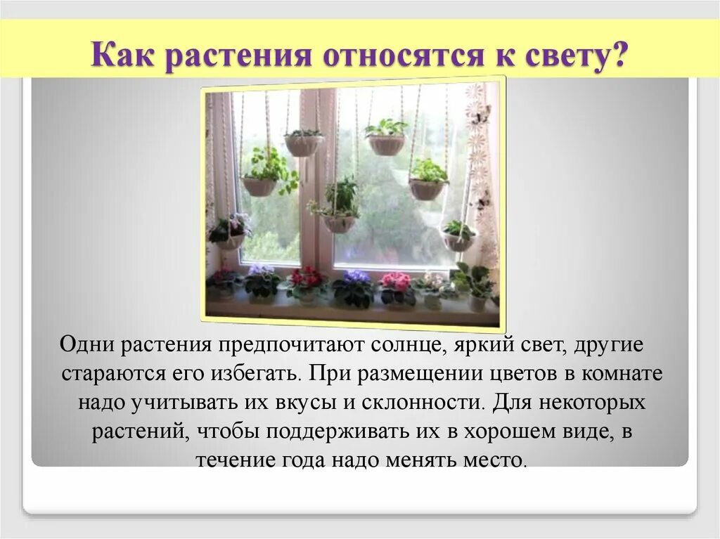 Светолюбивыми растениями являются. Для растений являются 1. Слива это культурное растение или дикорастущее. Растения длинного и короткого дня. Для растений являются 1.