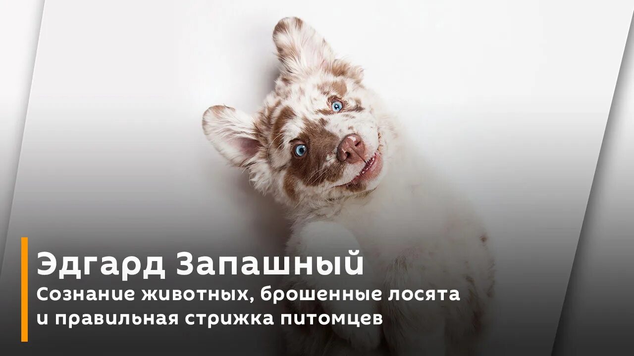 Сознание у животных. Сознание у животных