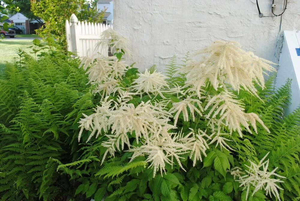 Арункус фото. Волжанка двудомная (Aruncus dioicus). Арункус обыкновенный. Арункус однолетник?. Волжанка (Арункус) Guinea-Fowl.