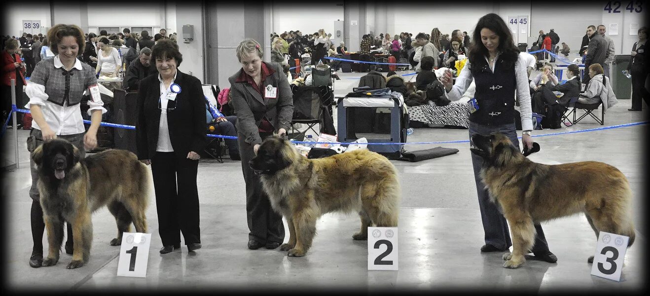 Выставка собак с какого собаку. Выставка собак с какого собаку. Выставочные собаки. Какие собаки идут на выставку собак. Хендлер одежда.