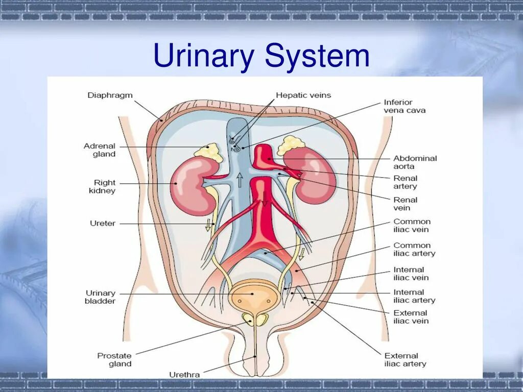 Urinary system. Urinary bladder renal System.