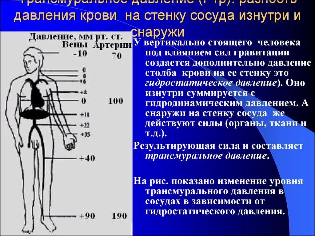 Низкое давление какие сосуды. Давление крови у человека. Давление в артерии человека. Давление крови в сосудах. Влияние давления на сосуды человека.