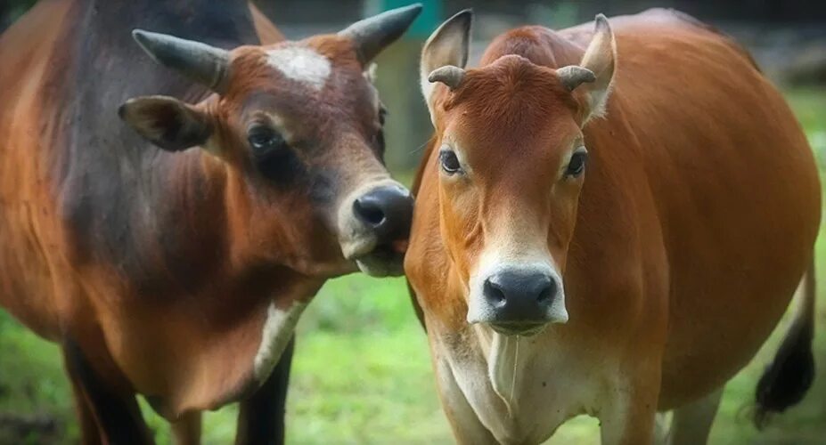 полезные животные в природе. полезные живот. белочка из травы. полезные живот. собака ест траву.