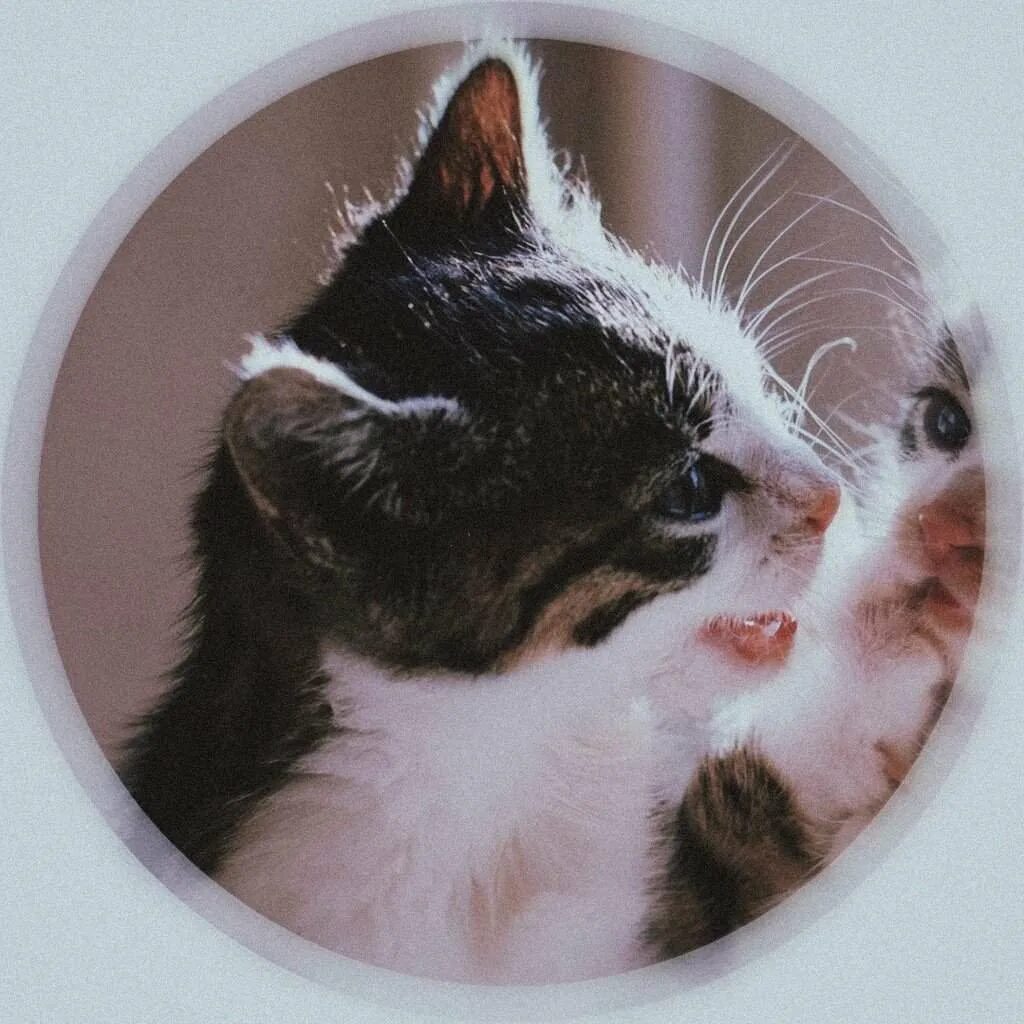 Лп кот. Парные котики. парная ава котики. парная аватарка с котиками. аватар на двоих с котиками.