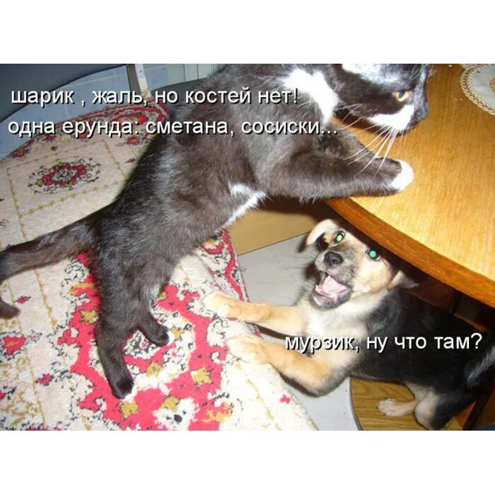 Грег нагадил на ковер?. Хозяйка сказала. Кот на кухне. Кот терпит. Нюх потерял.
