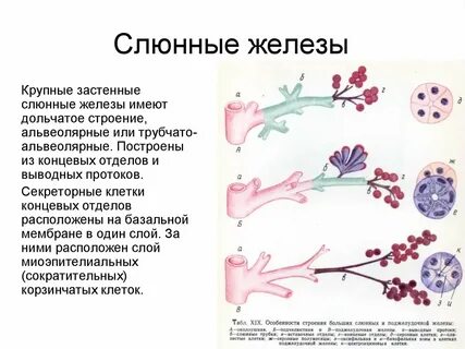 Железы имеющие выводные протоки это