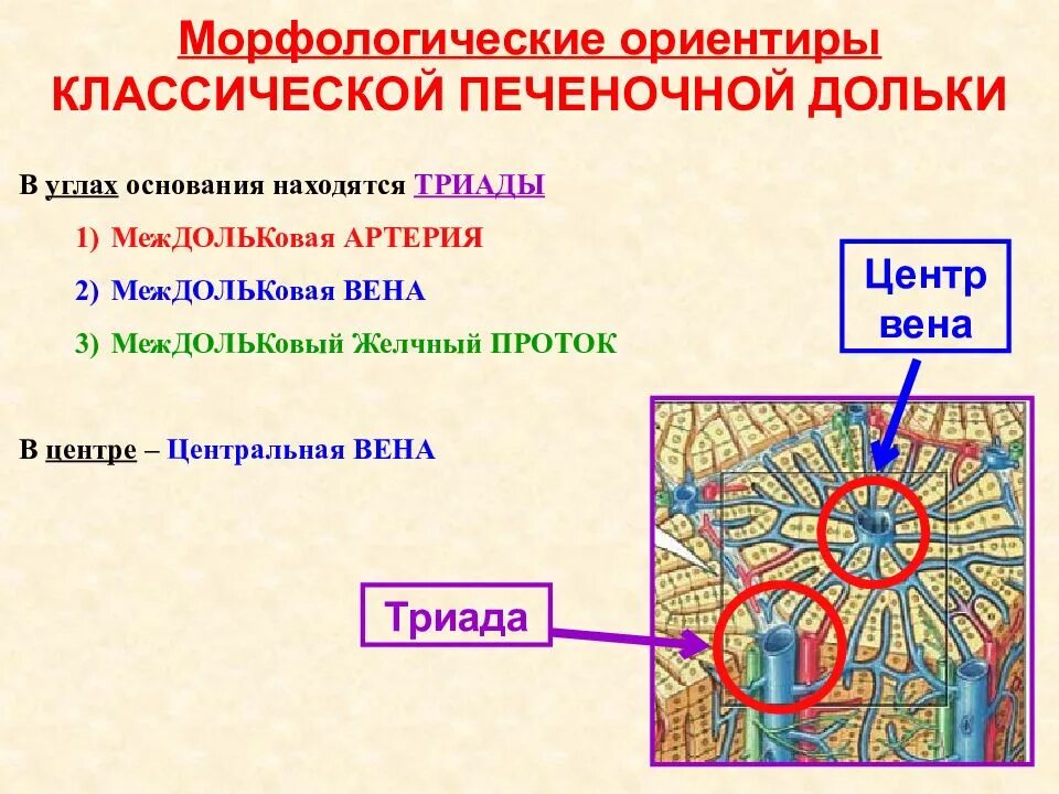 Триада печени. Гистологическое строение дольки печени. Строение дольки печени гистология. Печеночная долька строение Центральная Вена. Строение печени гистология.