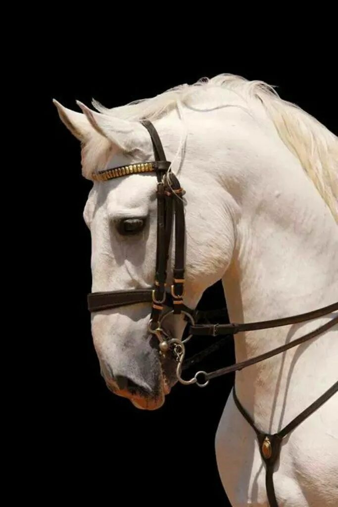 Липицианская лошадь. Липицианская порода. Липицианская порода лошадей. Липпицианская лошадь. Липпицианская лошадь белая.