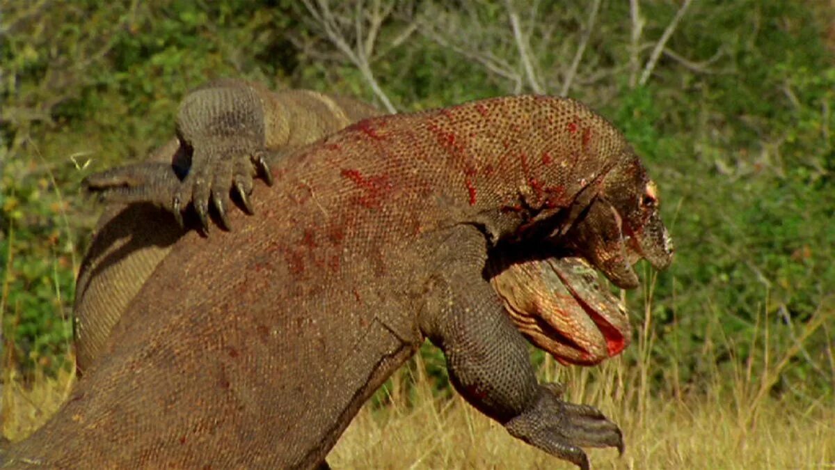 Ящерицы кусаются. Комодский Варан. Комодский Варан (Komodo Dragon). Комодский Варан охотится.