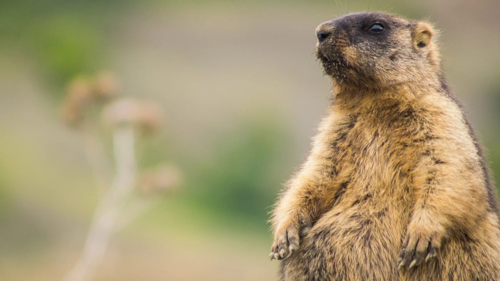 Суслик в тайге. Степной сурок Байбак. Сурок Степной, Байбак (Marmota Bobak). Суслик Байбак. Альпийский сурок.