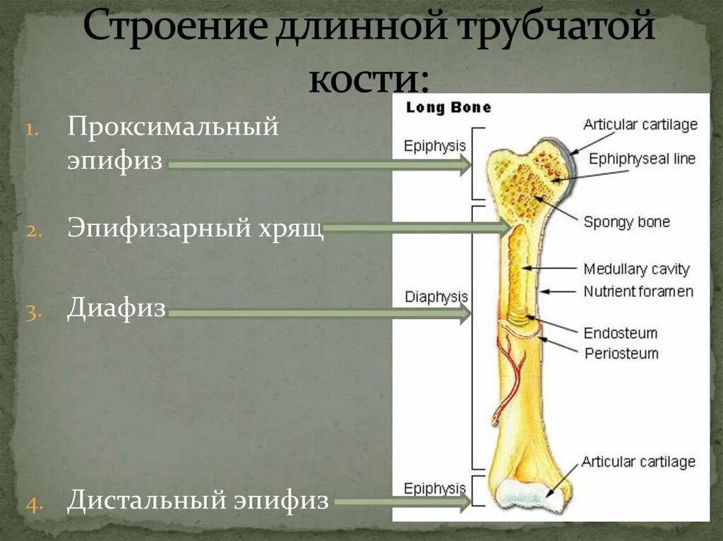 Части трубчатой кости. Кость строение эпифиз диафиз. Строение трубчатой кости эпифиз диафиз метафиз. Строение длинных трубчатых костей анатомия. Строение длинной трубчатой кости.