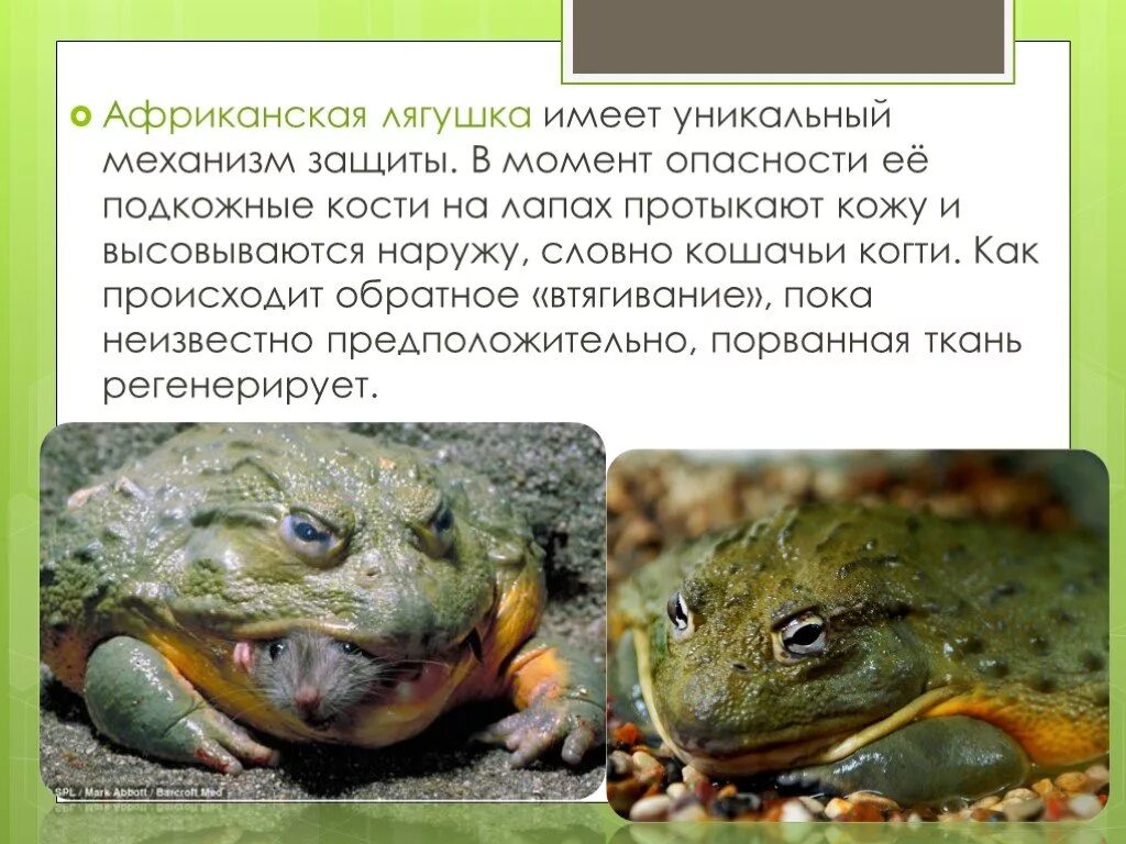 Филломедуза биколор лягушка. Лягушка древолаз ядовитая желтая. Лягушка австралийская голубая квакша. Лягушка бык головастики. Жерлянка краснобрюхая (bombina bombina).