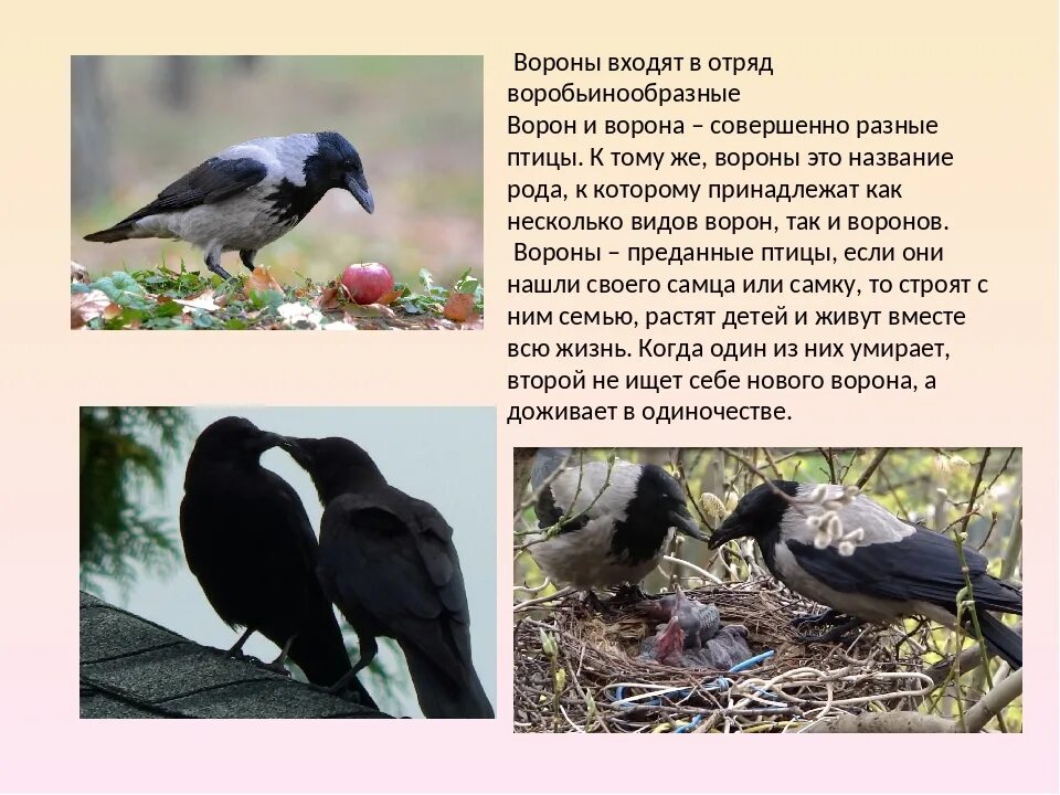Можно объяснить обширность территории обитания ворона обыкновенного. Интересное о воронах. интересные факты о вороне. удивительные факты о воронах. вороны интересные факты.