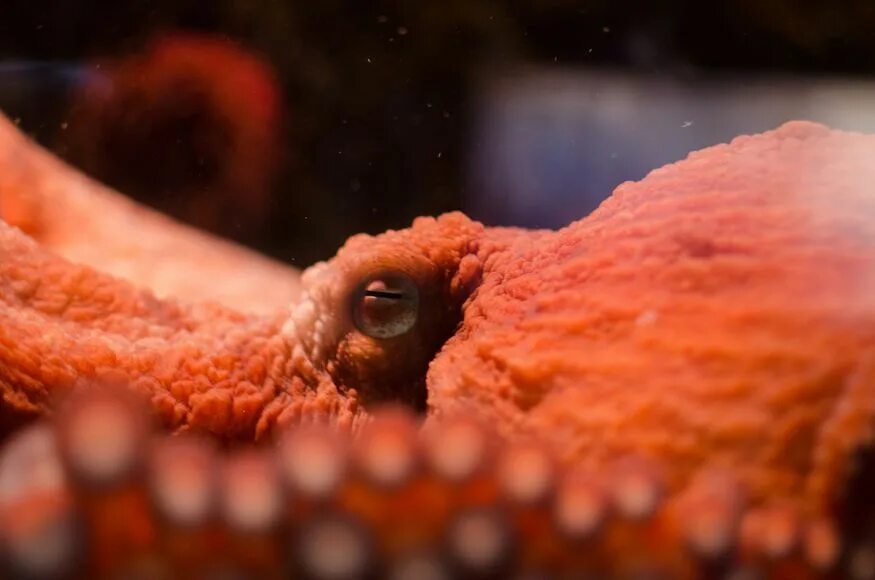 Оранжевый осьминог. Рот осьминога. Осьминог большой. Рот осьминога. Рот осьминога.