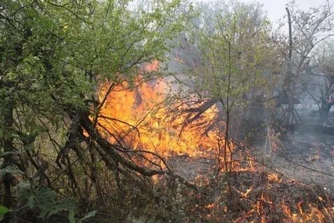 Пожар в саду