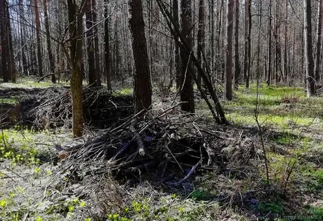 Найдено в сосновом бору
