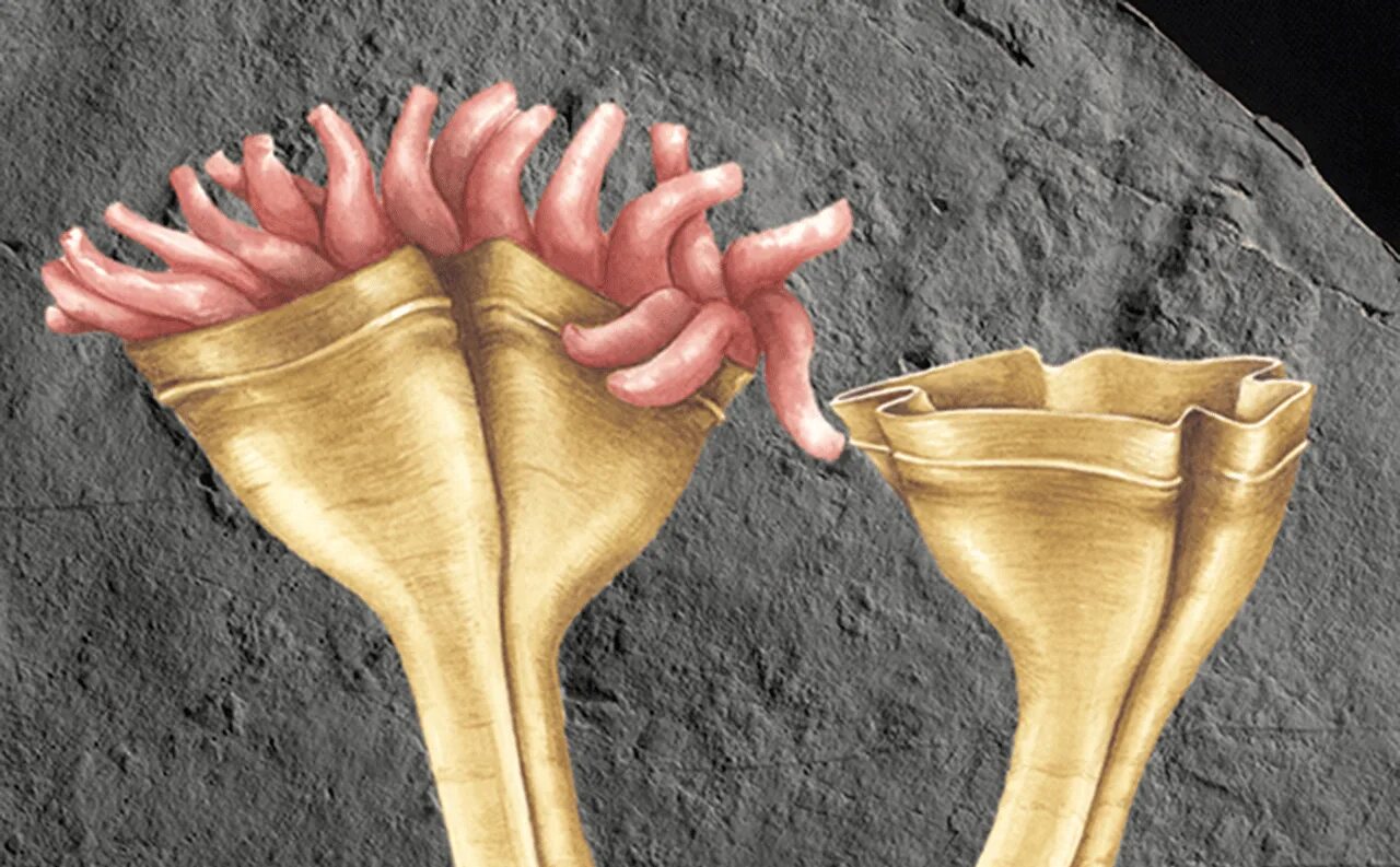 The research team an unusual fossil