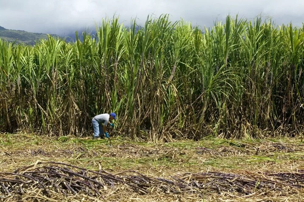 Сахарный тростник в Бразилии. Куба сахарный тростник плантации. Сахарный тростник Ямайка. Сахарный тростник в Латинской Америке.