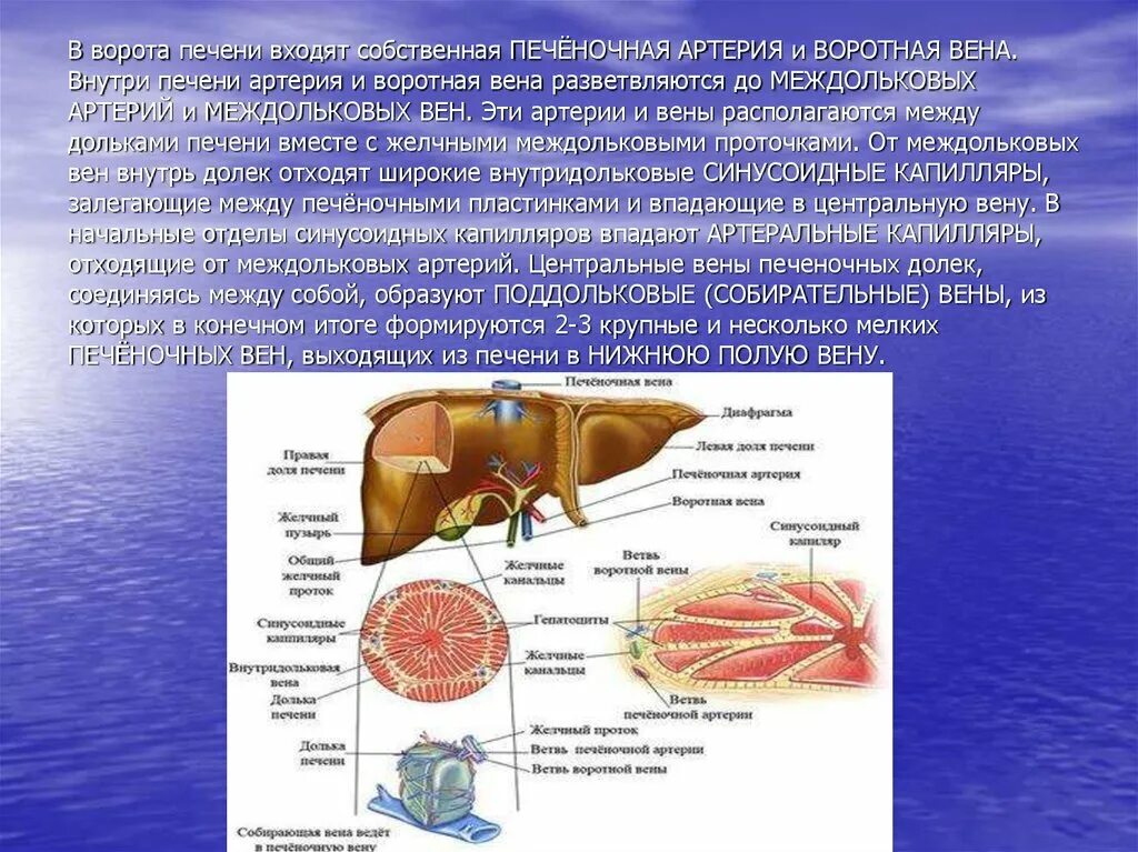 Система вен печени. Поддольковая Вена печени. Воротная Вена внутри печени. Сосуд, в который впадают печеночные вены.
