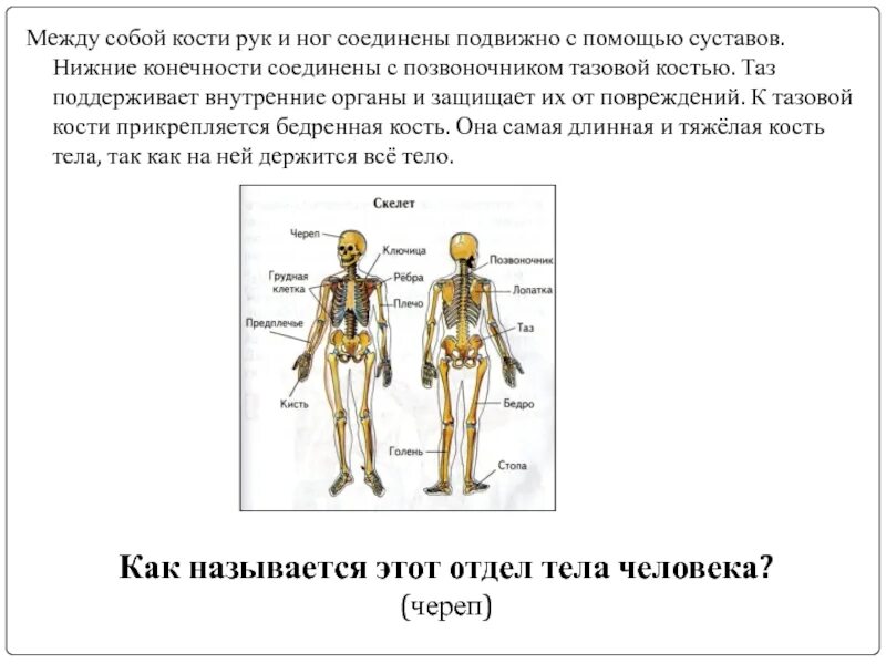 Подвижно соединены между собой. Кости стопы соединены между собой подвижно с помощью суставов. Кости рук и ног. Какие конечности соединены между собой подвижно. Почему костю назвали костей