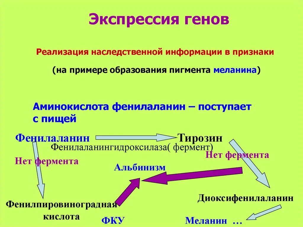 Экспрессивность гена