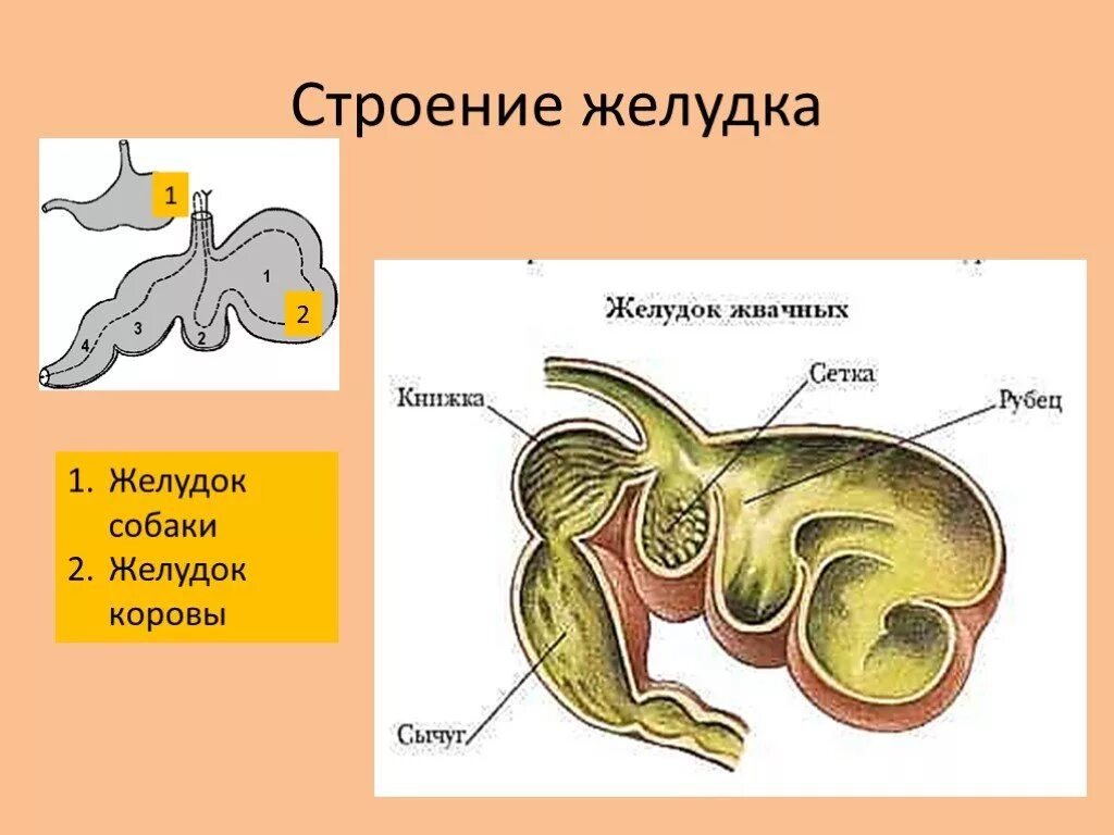 Рубец сетка книжка сычуг. Желудок коровы строение отделы. Корова рубец сетка книжка сычуг. К органам пищеварительной системы млекопитающего относится