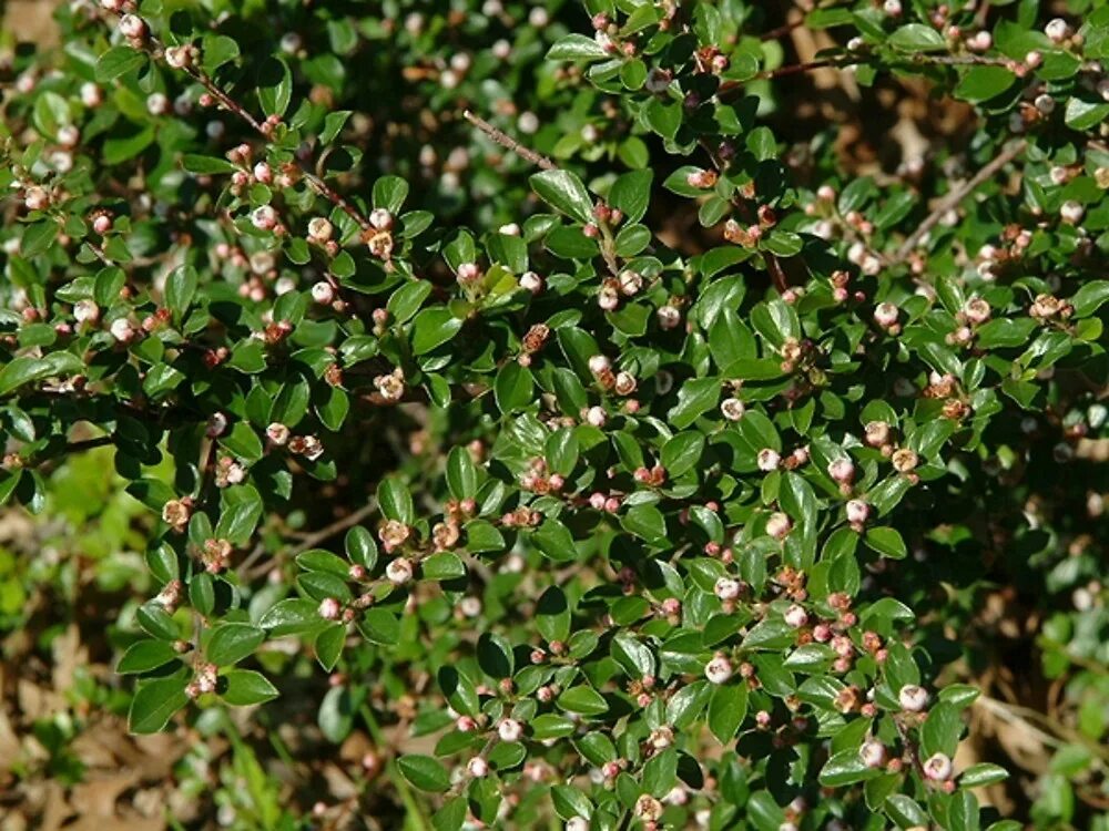 Кизильник съедобный. Кизильник растопыренный (Cotoneaster divaricatus). Кизильник черноплодный. Дальневосточный кизильник.