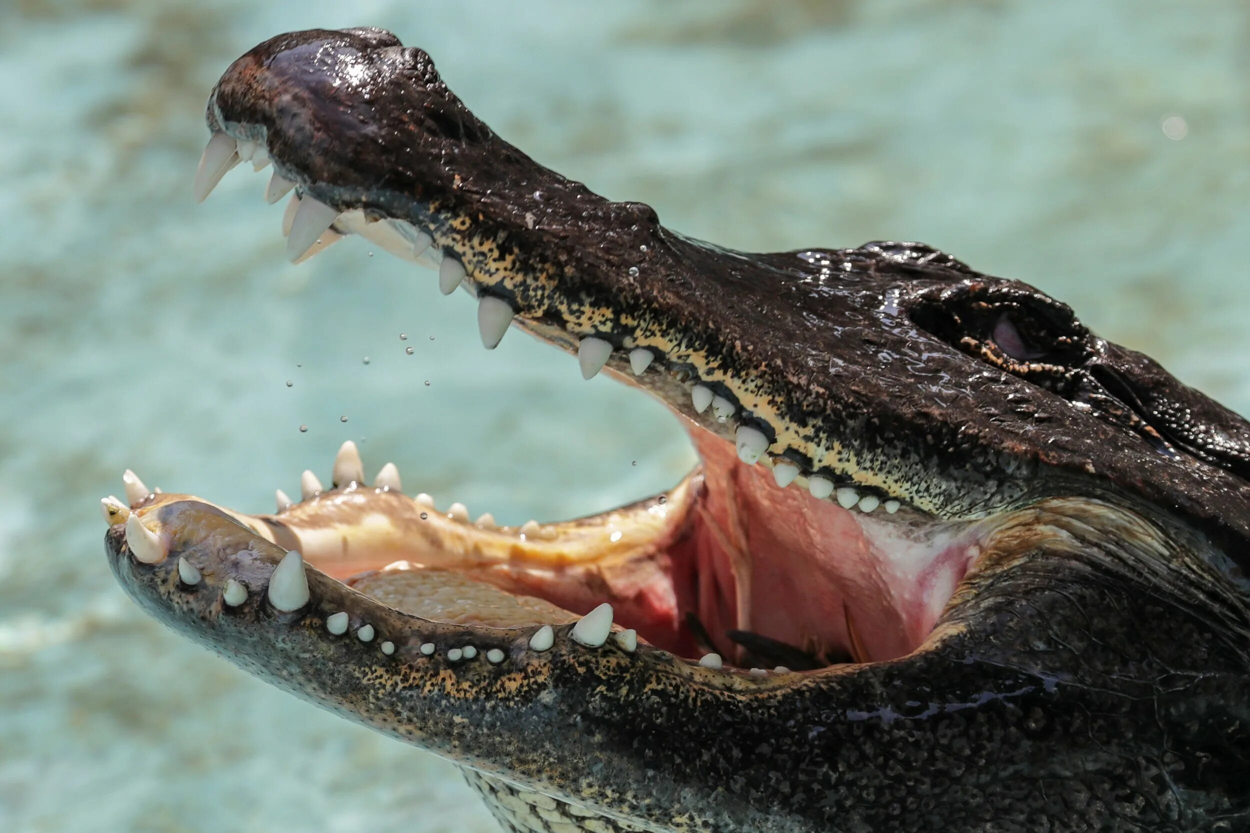 Murderer Who Tried to Dispose of Body With Acid and Alligators Sentenced to 20 M