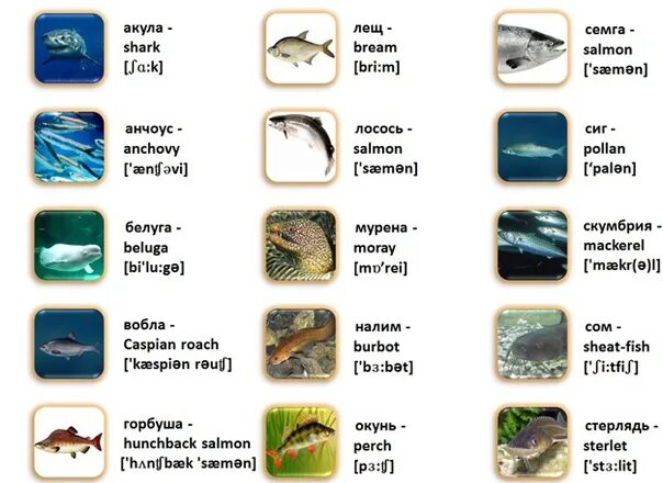 Рыбы на английском языке с переводом. Названия рыб на английском языке. Названия морских рыб на английском. Названия рыб на английском с переводом.