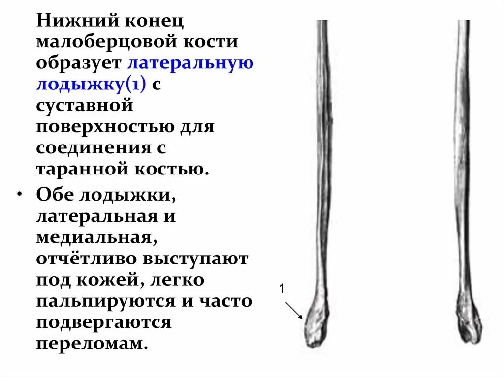 Анатомия малоберцовой кости рентген. Проксимальная головка малоберцовой кости. Малоберцовая кость трубчатая. Малоберцовая кость рентген анатомия. Операция малоберцовой кости