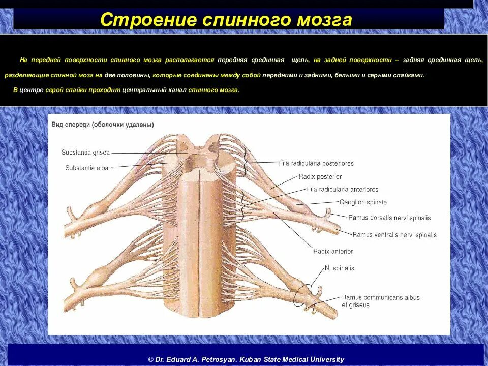 Какие 2 функции выполняет спинной мозг. Строение спинного мозга анатомия. Наружное строение спинного мозга. Спинной мозг структуры анатомия. Наружное строение спинного мозга дорзальная поверхность.