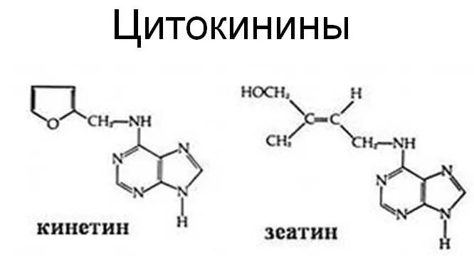 цитокинины химическая природа. цитокинины. цитокинины. гормон цитокинин. цитокинины химическая природа.