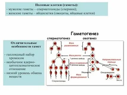 Гаметы содержат гаплоидный набор хромосом