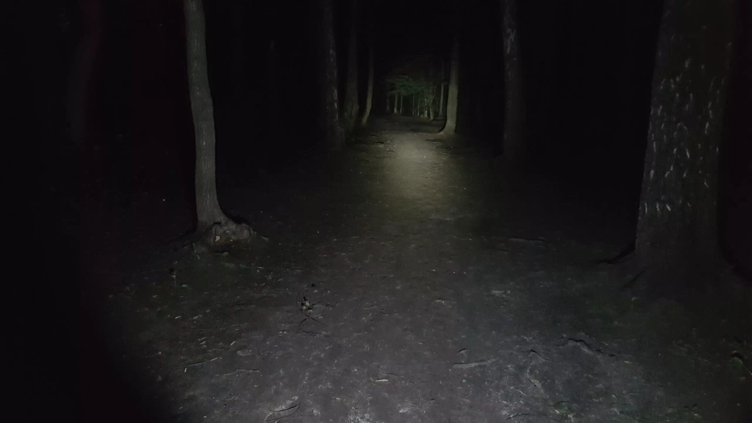 Прогулка ночью в лесу. Страшный лес ночью. Яма в лесу ночью. Лесная яма. Яма светило