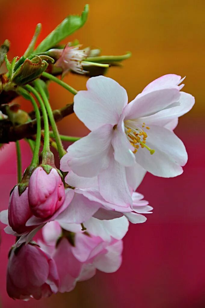 My flowers are beautiful. Черри блоссом цветок. Весенние цветы. Красивые весенние цветы. Яркие весенние цветы.