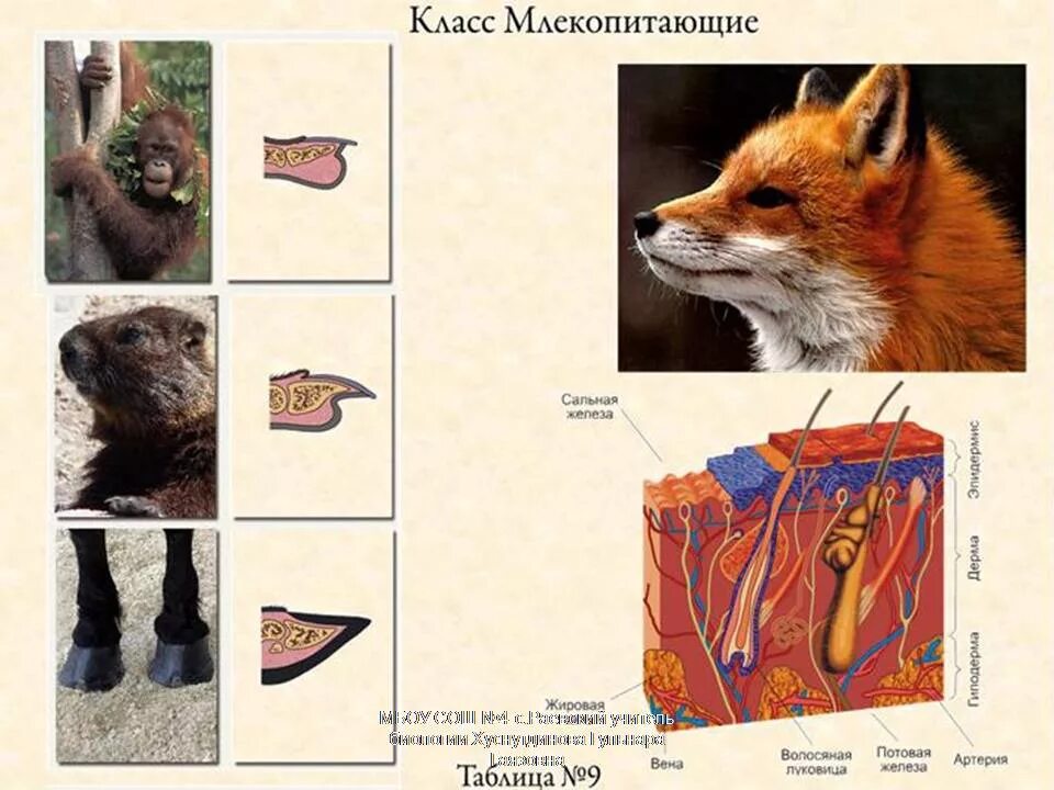 Эволюция покровов животных таблица. Кожа млекопитающих. железы млекопитающих. эволюция покровов тела животных. железы кожи млекопитающих.