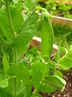 Pea plants