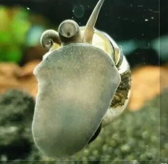 Морские улитки в аквариуме