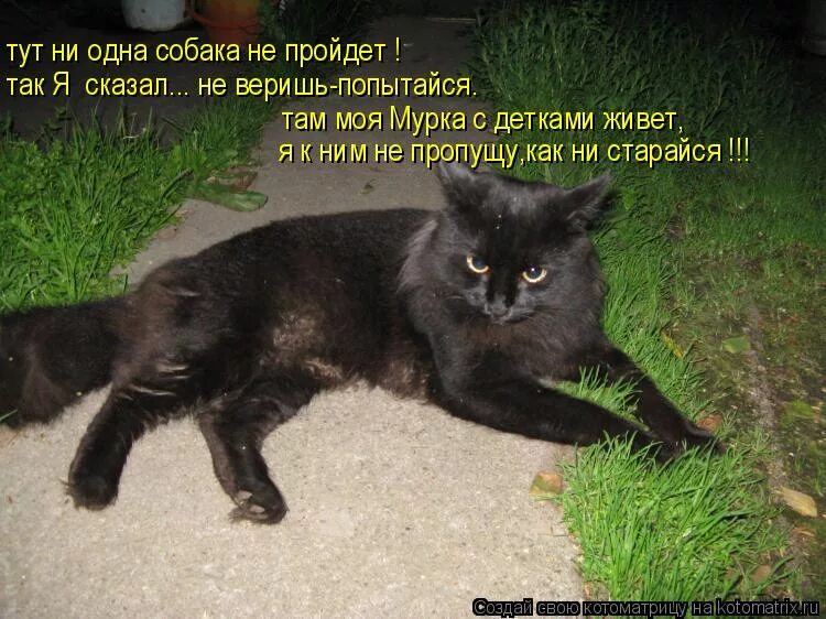 Я тута мем. Кот пришел. Демотиваторы про путина. Ничего картинка смешная. Минуточку мем.