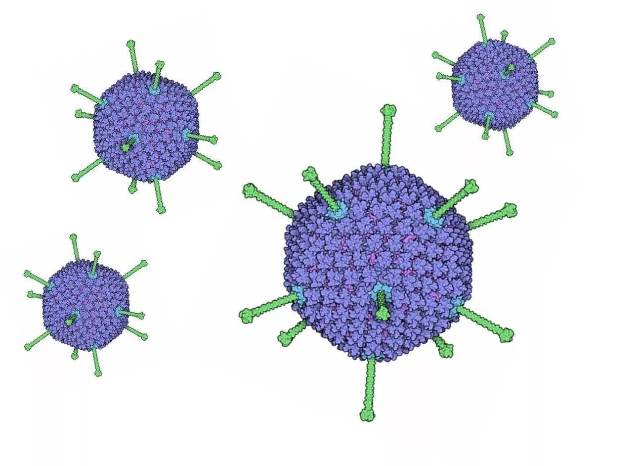 Аденовирус вирус Вирион. Строение аденовируса микробиология. Аденовирус строение. Антигены аденовирусов микробиология. Аденовирус гриппа