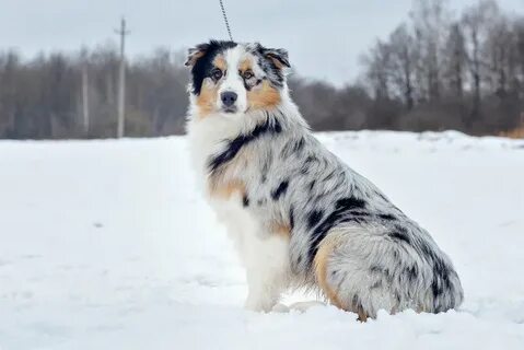 Кемеровская собака
