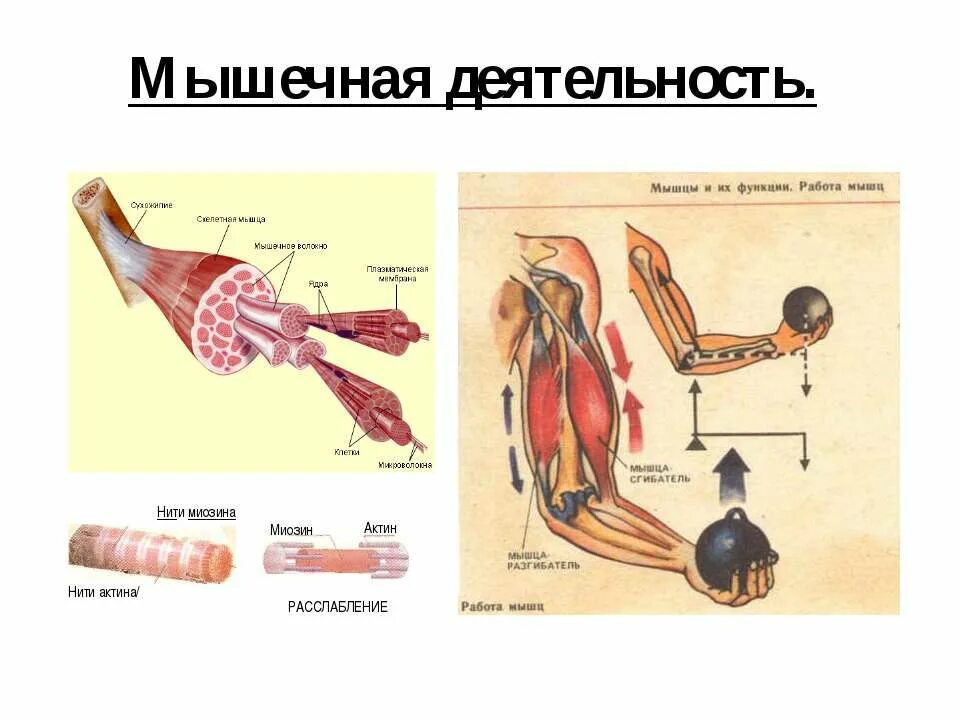 Мышечное чувство конспект. Мышечная деятельность. Мышечная активность. Функционирование мышц. Работа мышц.