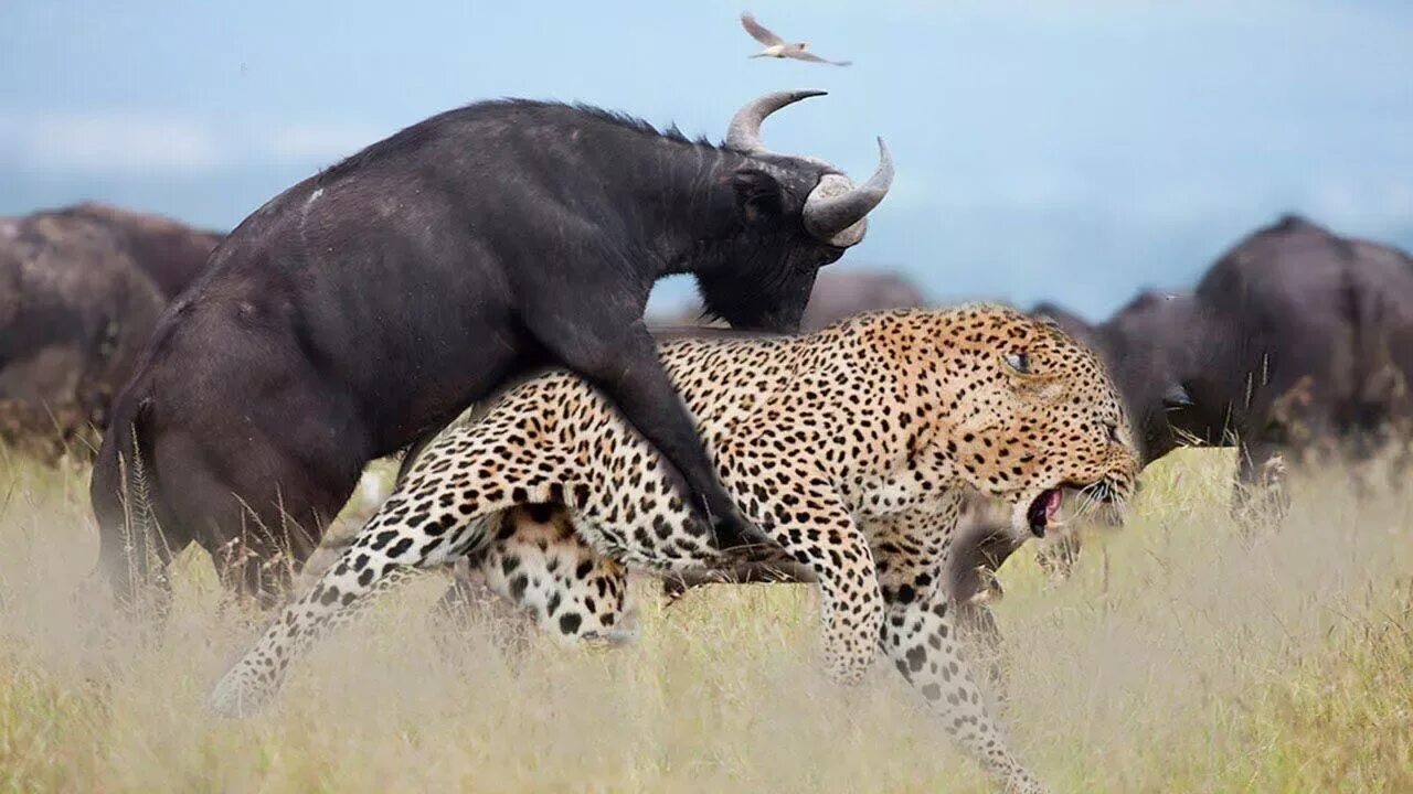 Африканские Буйволы против Львов. ВВС Живая природа. БИБИСИ природа и животные. Дикая природа Африки.