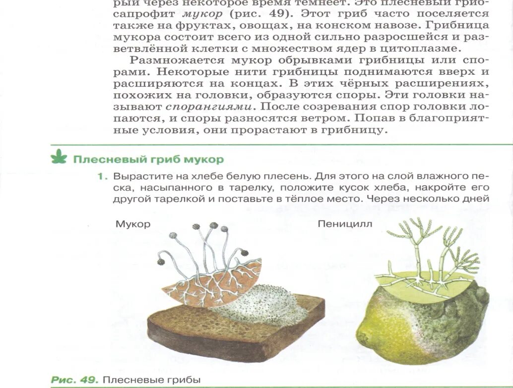 Тест по теме грибы 5 класс. Тест по теме грибы 5 класс